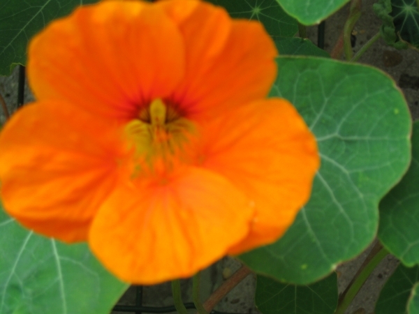 Hilda's bloementuin 003