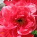 Knolbegonia 002