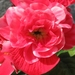 knolbegonias 001