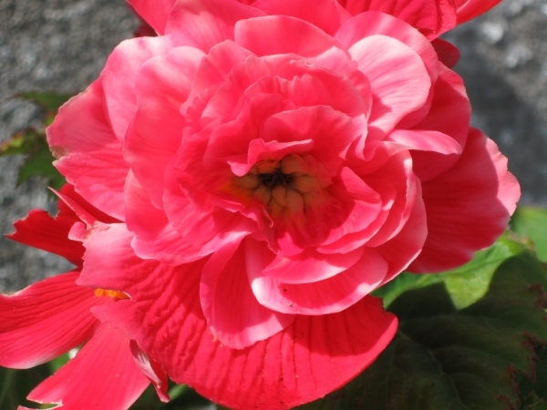 knolbegonias 001