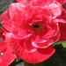 knolbegonias 002