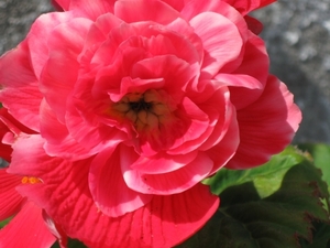 knolbegonias 003