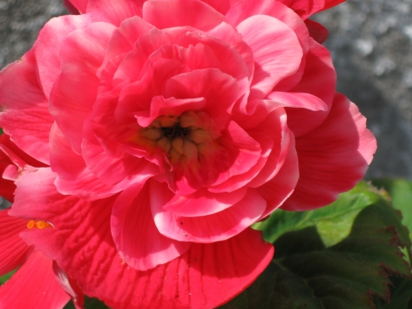 knolbegonias 003