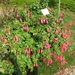 Fuchsia's de nachtwaker 010