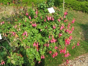 Fuchsia's de nachtwaker 010