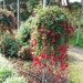 Fuchsia's de nachtwaker 011