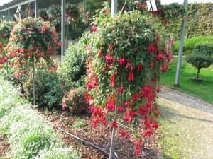 Fuchsia's de nachtwaker 011