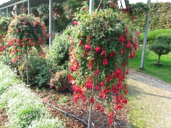 Fuchsia's de nachtwaker 011