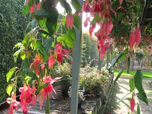 Fuchsia's de nachtwaker 015