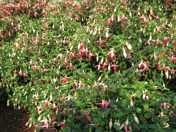 Fuchsia's de nachtwaker 018