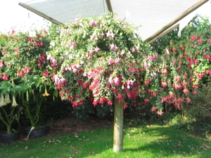 Fuchsia's de nachtwaker 020