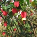 Fuchsia's de nachtwaker 022