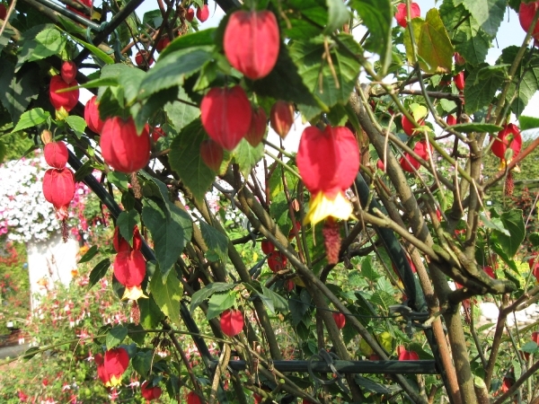 Fuchsia's de nachtwaker 022