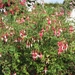 Fuchsia's de nachtwaker 023