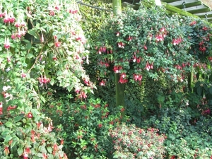 Fuchsia's de nachtwaker 028