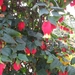 Fuchsia's de nachtwaker 031