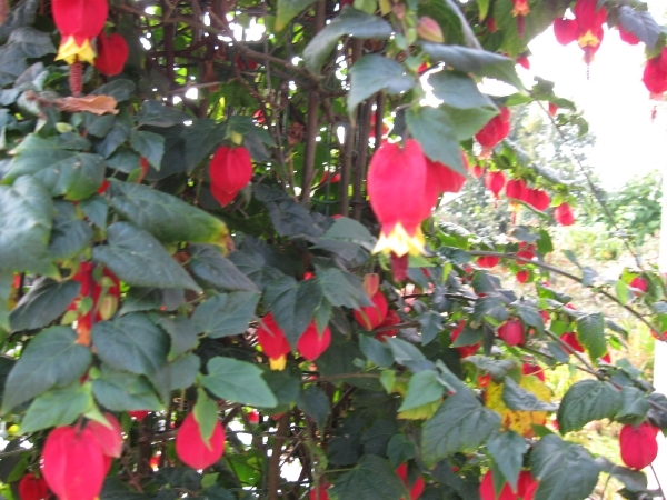 Fuchsia's de nachtwaker 031