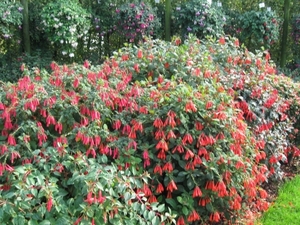 Fuchsia's de nachtwaker 033