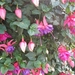 Fuchsia's de nachtwaker 034