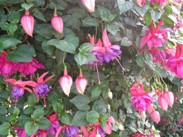 Fuchsia's de nachtwaker 034