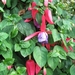 Fuchsia's de nachtwaker 035