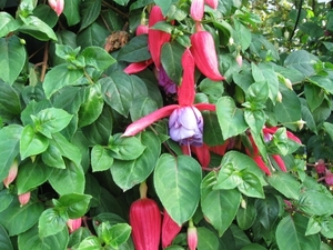 Fuchsia's de nachtwaker 035