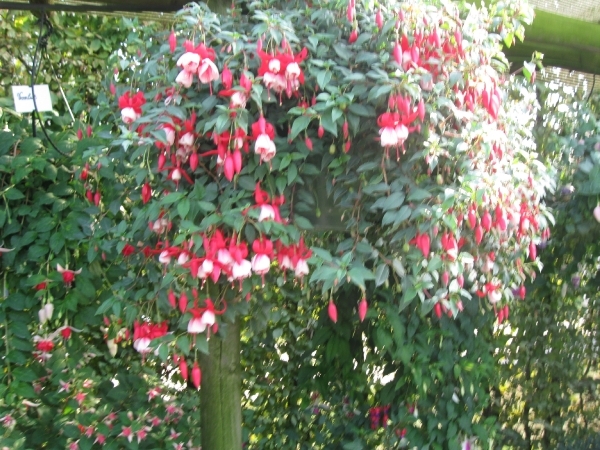 Fuchsia's de nachtwaker 036