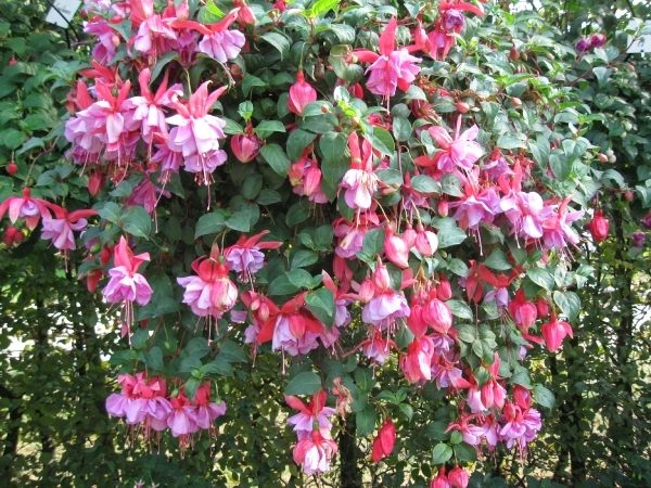 Fuchsia's de nachtwaker 037