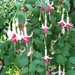 Fuchsia's de nachtwaker 039