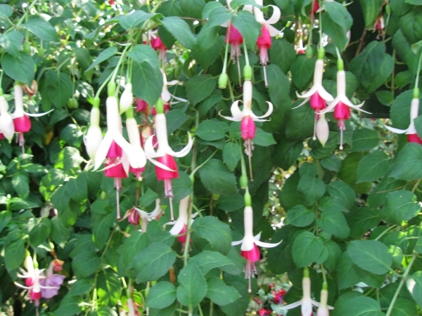 Fuchsia's de nachtwaker 039