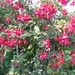 Fuchsia's de nachtwaker 040