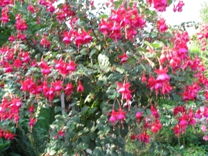 Fuchsia's de nachtwaker 040