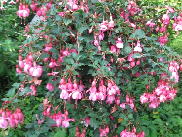 Fuchsia's de nachtwaker 041