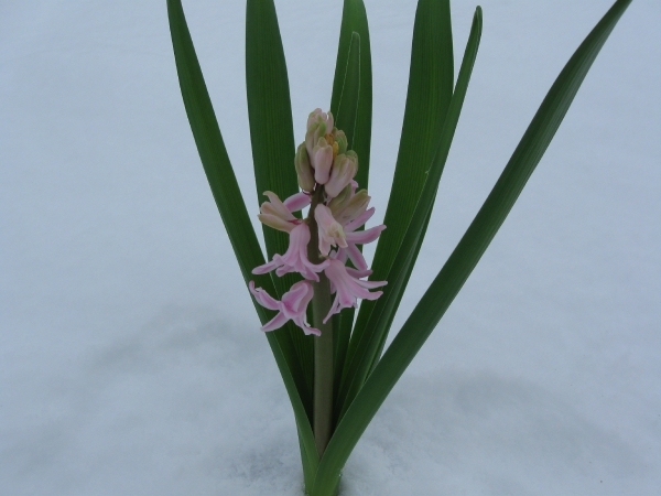 Hyacint in de sneeuw 002