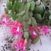 kerstvetplantje 002