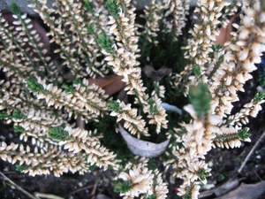 winterkleuren 005