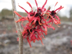 Hamamelis Light pixels 001