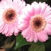 Gerbera 001