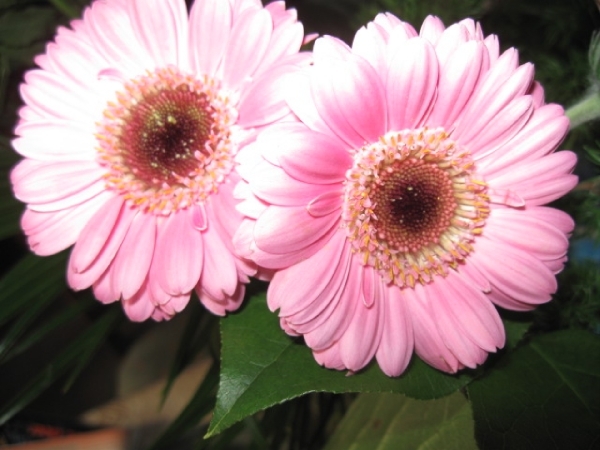 Gerbera 001