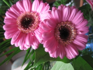 Gerbera 002