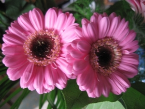 Gerbera 003