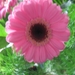 Gerbera 004