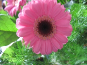 Gerbera 004