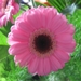 Gerbera 005