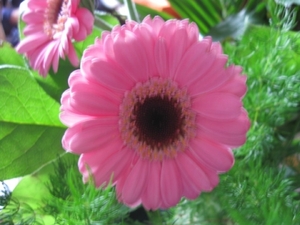 Gerbera 005