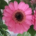 Gerbera 006