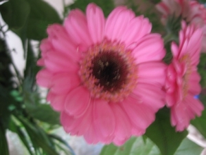 Gerbera 006