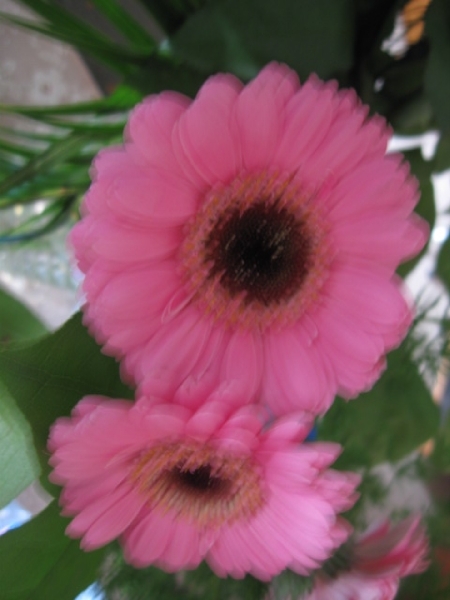 Gerbera 007