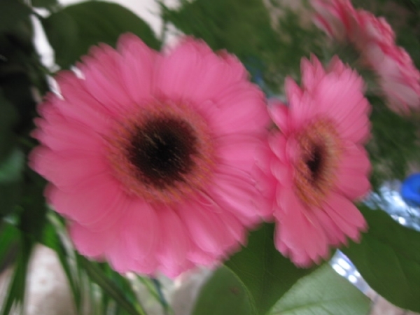 Gerbera 008