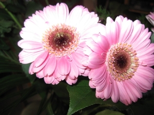 Gerbera 009